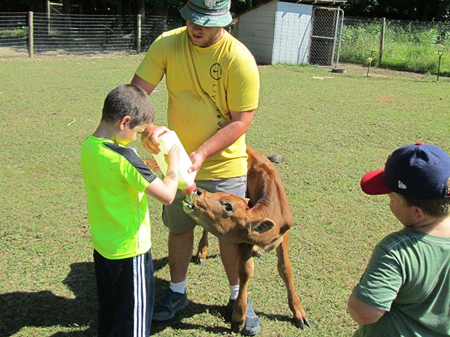 IMG_2645 Hiram House camper feeding a young cow